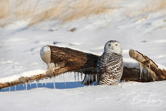 Snowy Owl on Snow Covered Beach