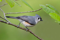 Tufted Titmouse perched in witch hazel