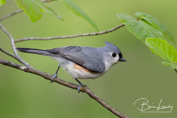 Tufted Titmouse perched in witch hazel