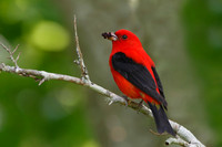 Male Scarlet Tanager Eating Mulberries