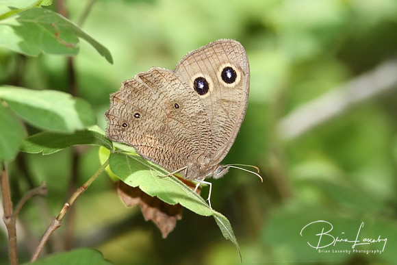 Large Wood Nymph