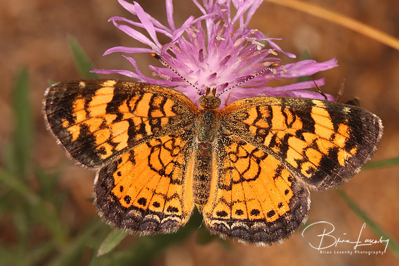 Pearly Crescentspot on Spotted Knapweed