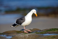 California Gull foraging in a tidal pool