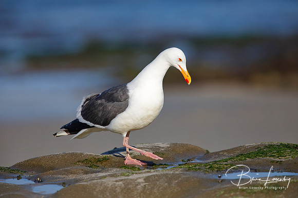 California Gull foraging in a tidal pool