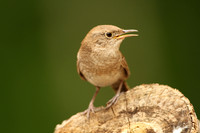 House Wren
