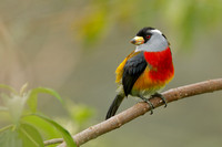 Barbet