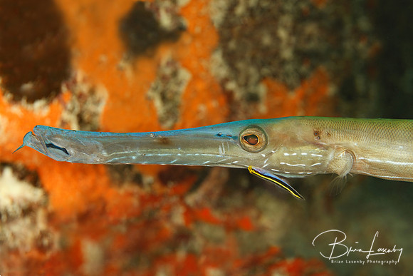 Yellownose Goby Cleaning a Trumpetfish - Bonaire