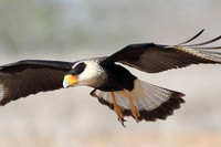 Adult Crested Caracara in Flight - Texas