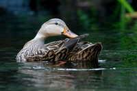 Female Mottled Duck preening her feathers on a Florida river