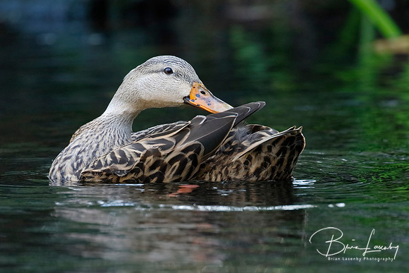 Female Mottled Duck preening her feathers on a Florida river