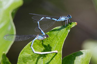 Familiar Bluet Damselflies Mating