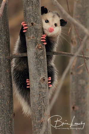Virginia Opossum (Didelphis virginiana)