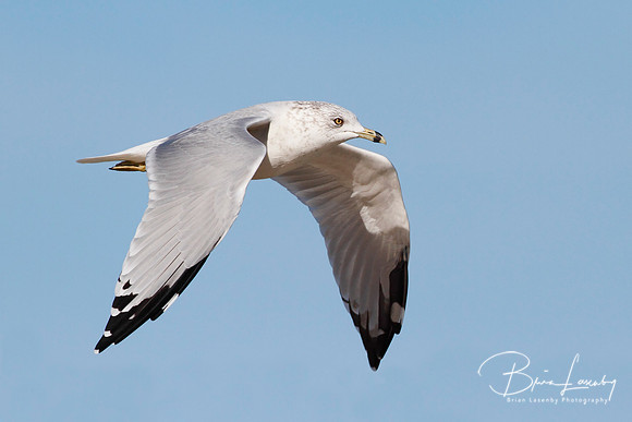 Ring-billed Gull