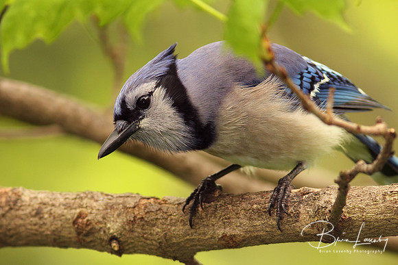 Blue Jay