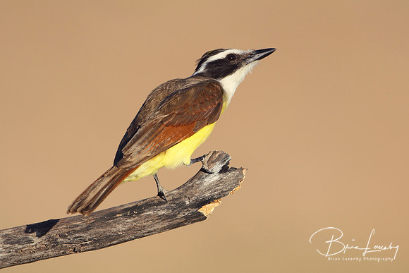 Great Kiskadee - Texas