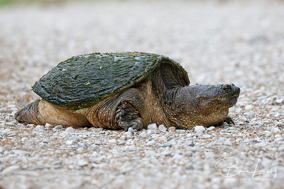 Female Common Snapping Turtle excavating a nest