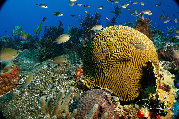 School of Brown Chromis