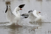 Snow Goose chasing a rival - New Mexico