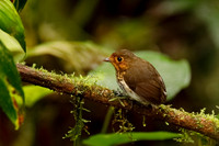 Ochre-breasted Antpitta (Grallaricula flavirostris) - Ecuador