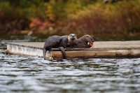 North American River Otters on a Dock