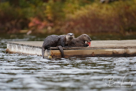 North American River Otters on a Dock