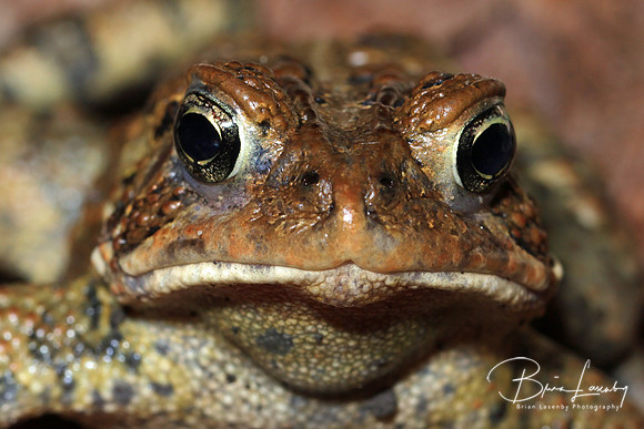 American Toad