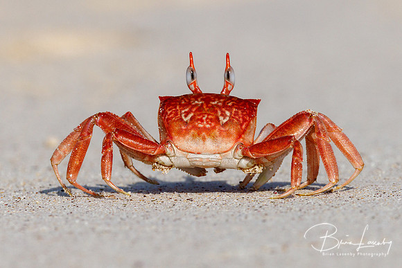 Ghost Crab - San Cristobal Island, Galapagos