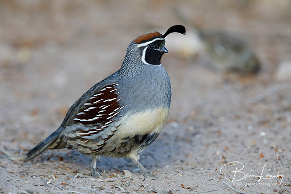 Male Gambel's Quail - New Mexico