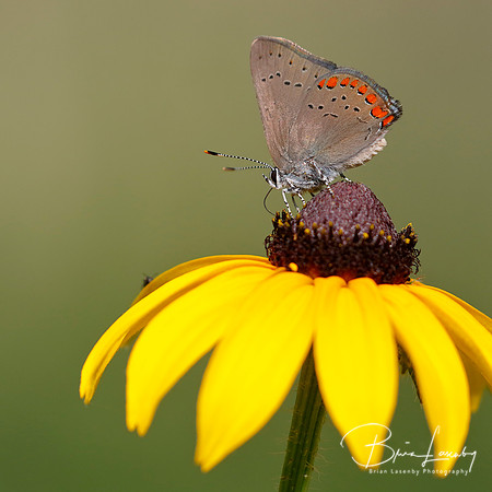 Coral Hairstreak nectaring on a Black-eyed Susan