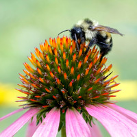Bumblebee on a purple coneflower