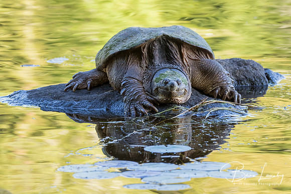 Large Common Snapping Turtle basking on a rock - Ontario, Canada