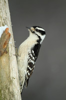 Female Downy Woodpecker
