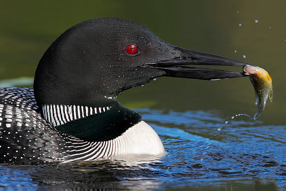 Common Loon Catching a Sunfish
