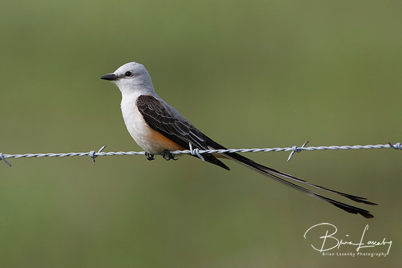 Male Scissor-tailed Flycatcher Perched on Fence Wire - Texas