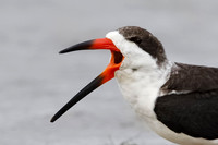 Black Skimmer yawning on a Gulf of Mexico beach - Florida
