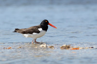 American Oystercatcher