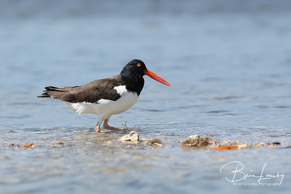 American Oystercatcher