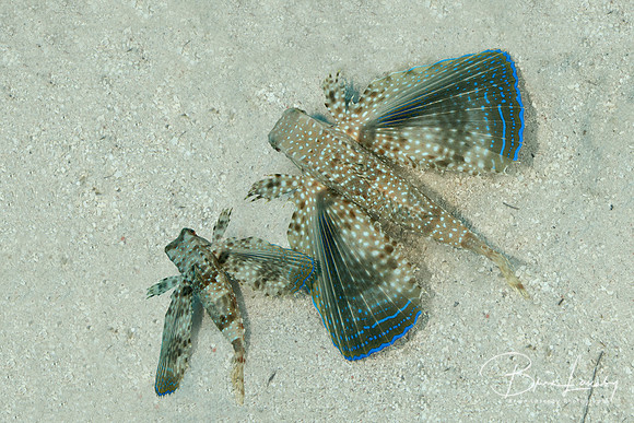 Pair of Flying Gurnards Resting on a Sandy Bottom - Bonaire