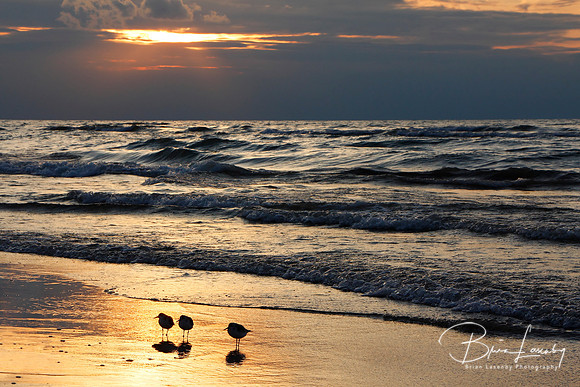 Semipalmated Sandpipers on Beach at Sunset