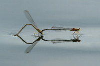 Orange Bluets in Tandem