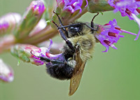 Bumblebee on a Dense Blazing Star flower