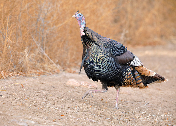 Wild Turkey - Bosque del Apache National Wildlife Refuge, NM