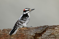 Male Hairy Woodpecker - Grand Bend, ON