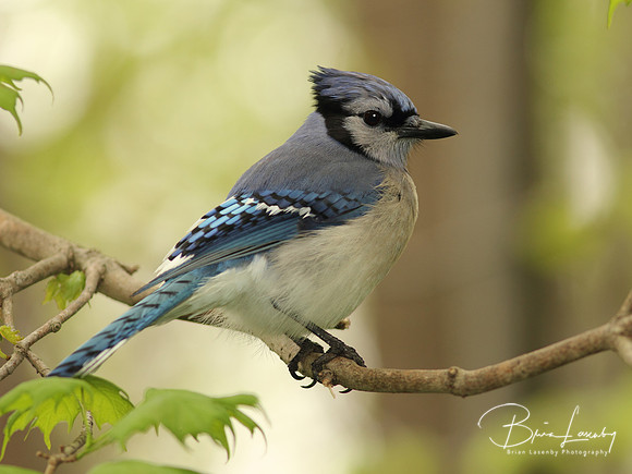 Blue Jay
