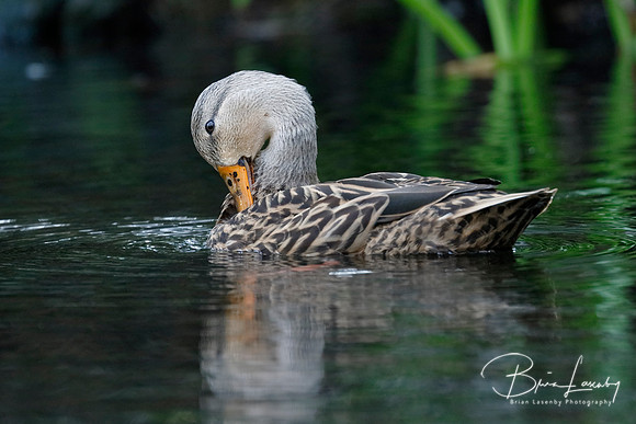 Female Mottled Duck preening her feathers on a Florida river