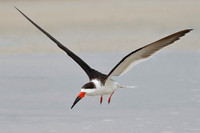 Black Skimmer (Rynchops niger)