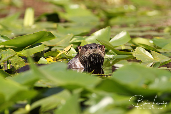 Otter