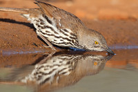 Long-billed Thrasher (Toxostoma longirostre) - Texas