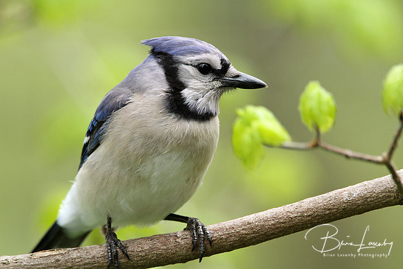Blue Jay
