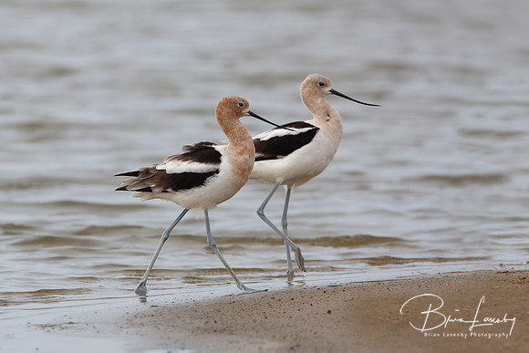Pair of American Avocets on a Beach